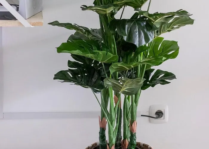 Atlantic Garden & Surf 166 דירה